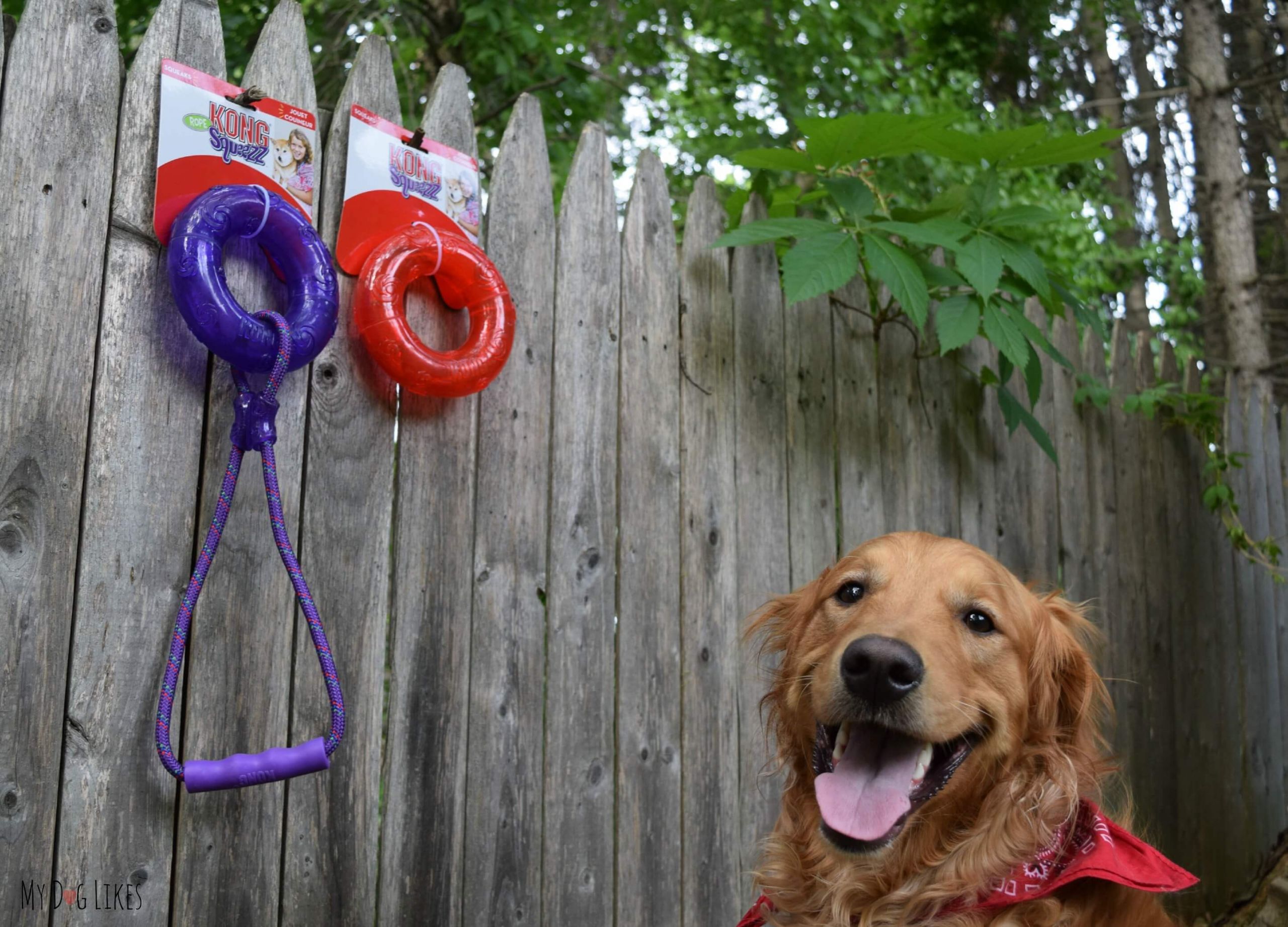 Backyard Dog Toys
 Fun in the Sun The 6 Best Outdoor Dog Toys of 2018