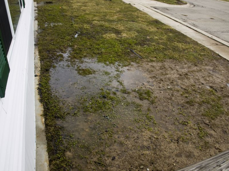 Backyard Drainage Problems
 Absolutely Bushed