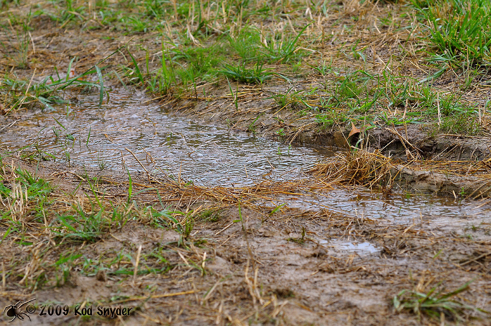 Backyard Drainage Problems
 How I Solved Drainage Problems In My Yard Pt 1