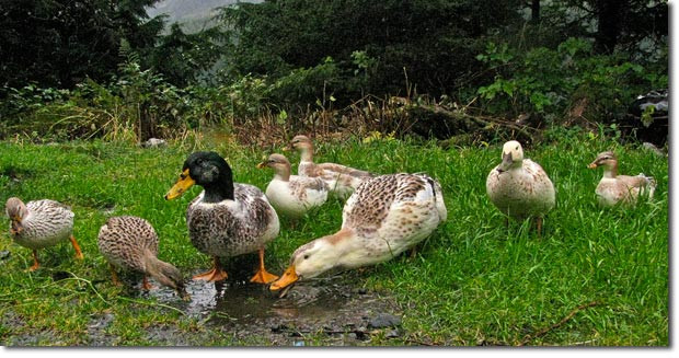 Backyard Duck Breeds
 Ducks in Backyard Permaculture Alaska