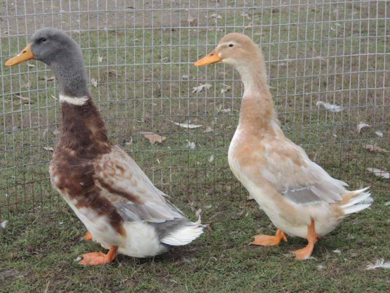 Backyard Duck Breeds
 Great Backyard Duck Breeds The Cape Coop