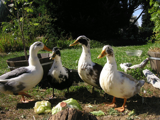 Backyard Duck Breeds
 Duck Breed Decisions