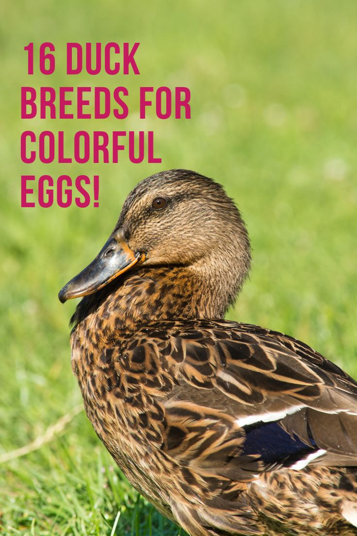 Backyard Duck Breeds
 16 Duck Breeds For Colorful Eggs