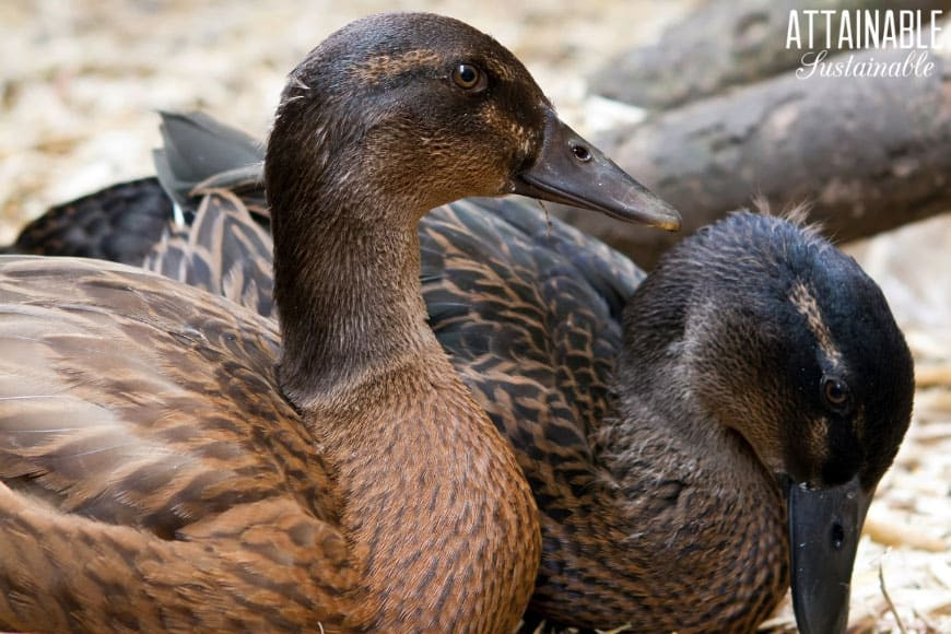 Backyard Duck Breeds
 Duck Breeds Three Great Options for Beginners to Raise