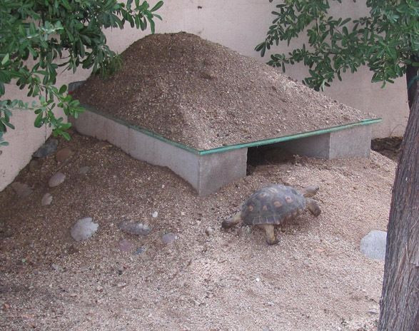 Backyard Habitat Ideas
 backyard tortoise habitat Desert Tortoise