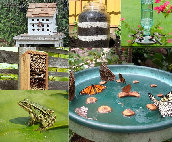 Backyard Habitat Ideas
 10 Cool Ways To Attract Endless Wildlife To Your Backyard