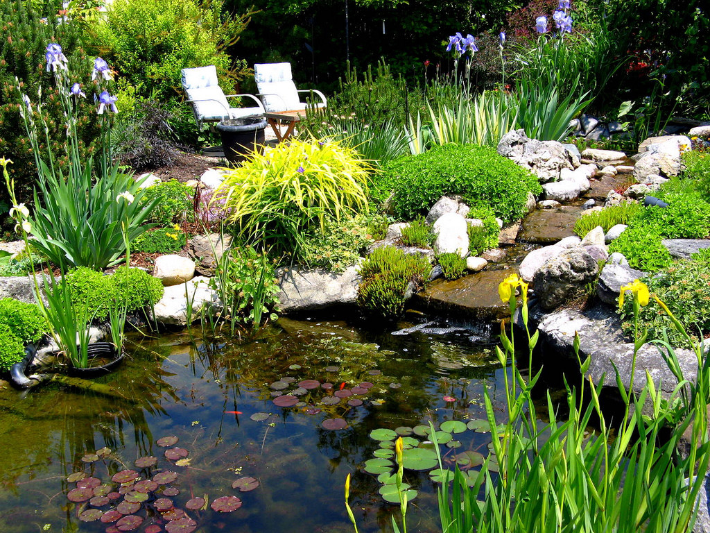 Backyard Pond Ideas
 Native plants for a pond