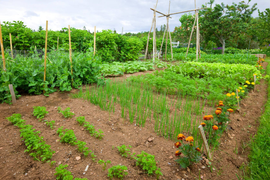 Backyard Vegetable Garden Ideas
 24 Fantastic Backyard Ve able Garden Ideas