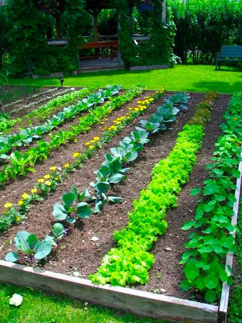 Backyard Vegetable Garden Ideas
 Perfect Backyard Ve able Garden Design Plans Ideas