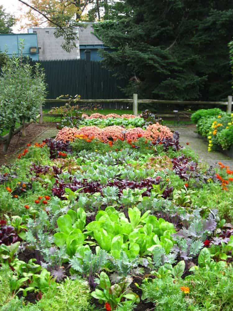 Backyard Vegetable Garden Ideas
 Best 20 Ve able Garden Design Ideas for Green Living