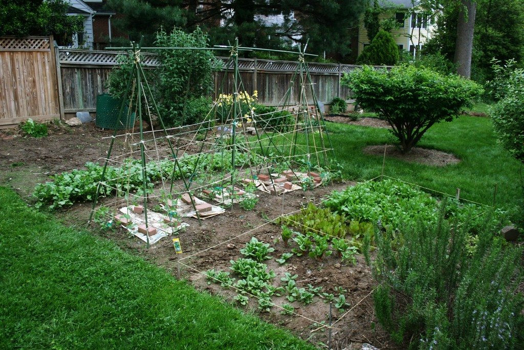 Backyard Vegetable Gardens
 Ve able Gardening Tips Starting Backyard Ve able