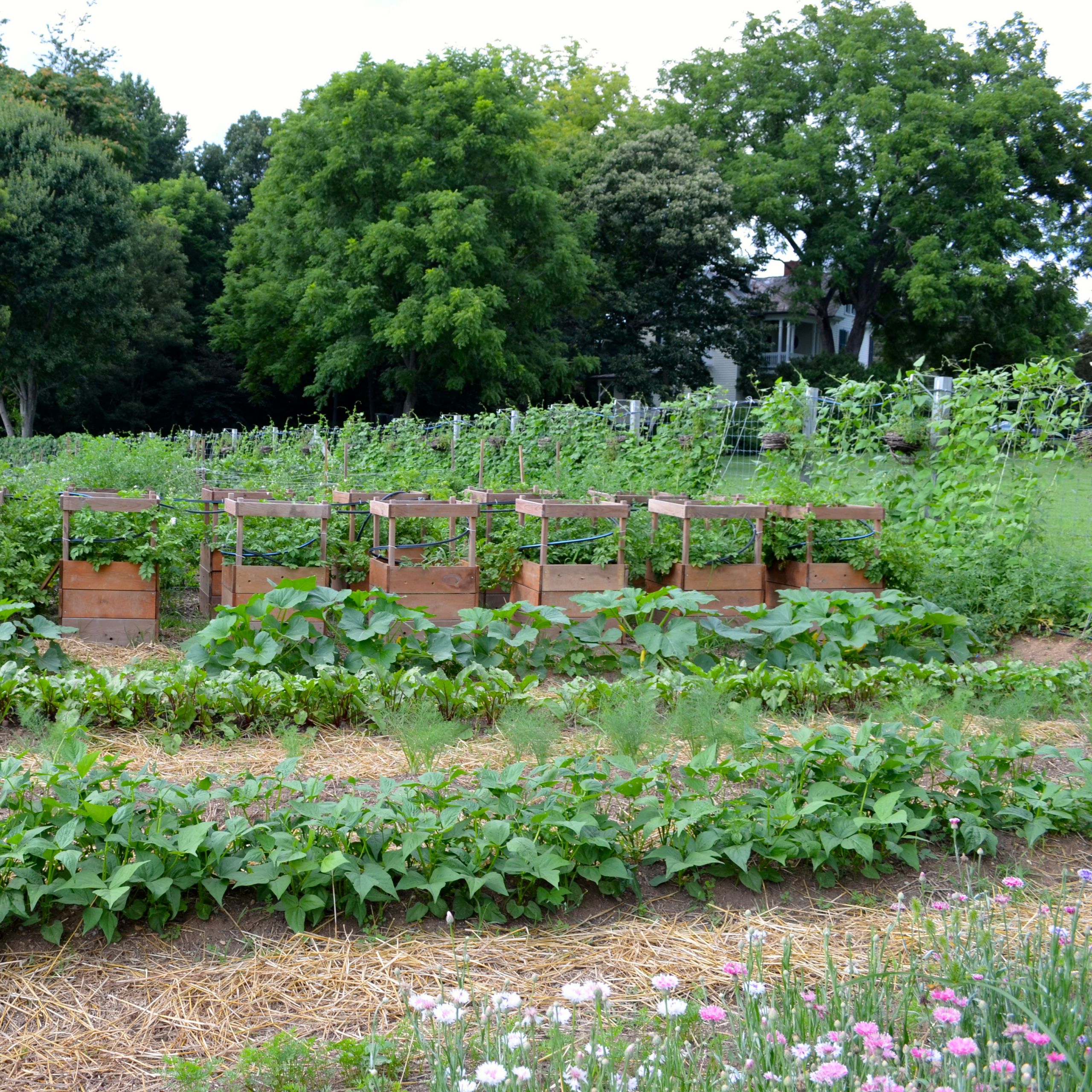 Backyard Vegetable Gardens
 A BEAUTIFUL VEGETABLE GARDEN