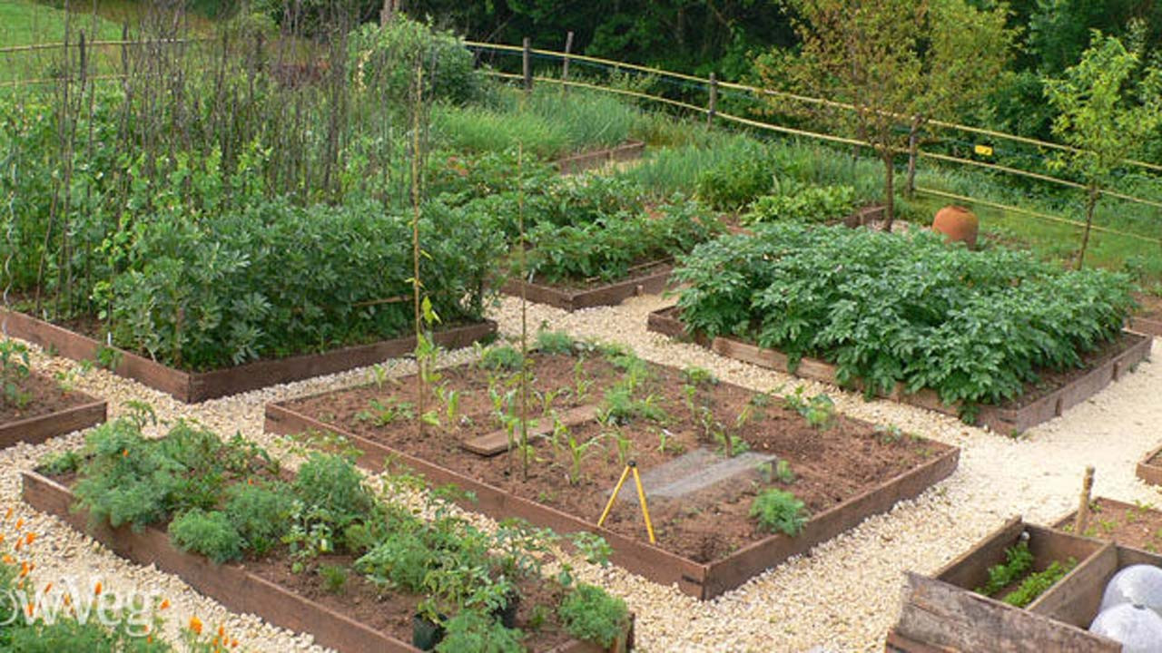 Backyard Vegetable Gardens
 Garden clean up