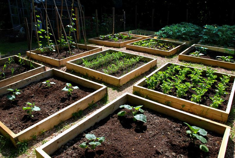 Backyard Vegetable Gardens
 24 Awesome Ideas for Backyard Ve able Gardens