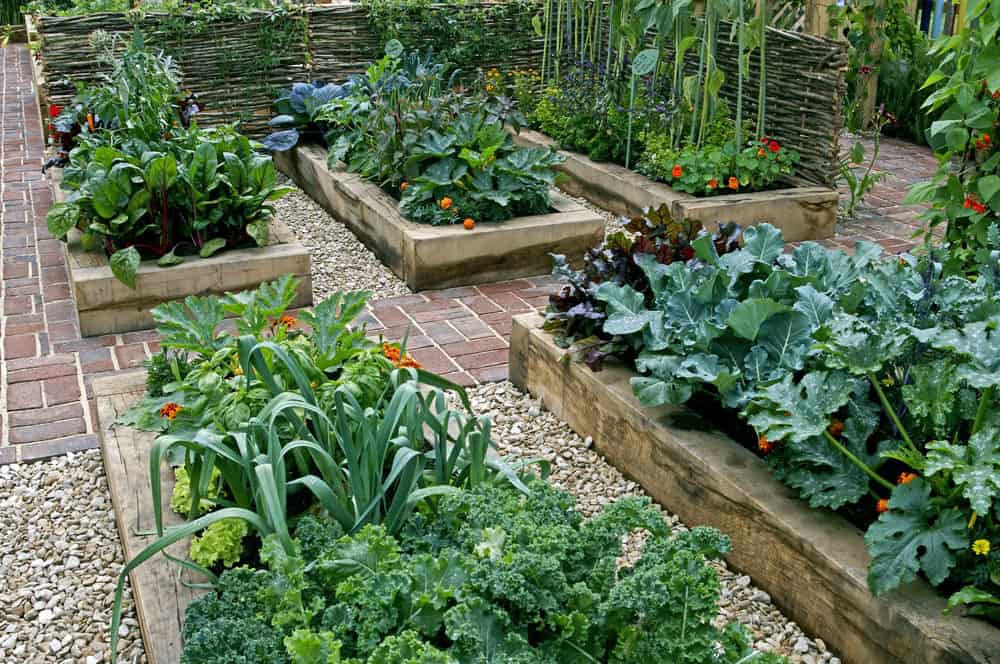 Backyard Vegetable Gardens
 How to Increase Your Ve able Garden Yield 7 Steps