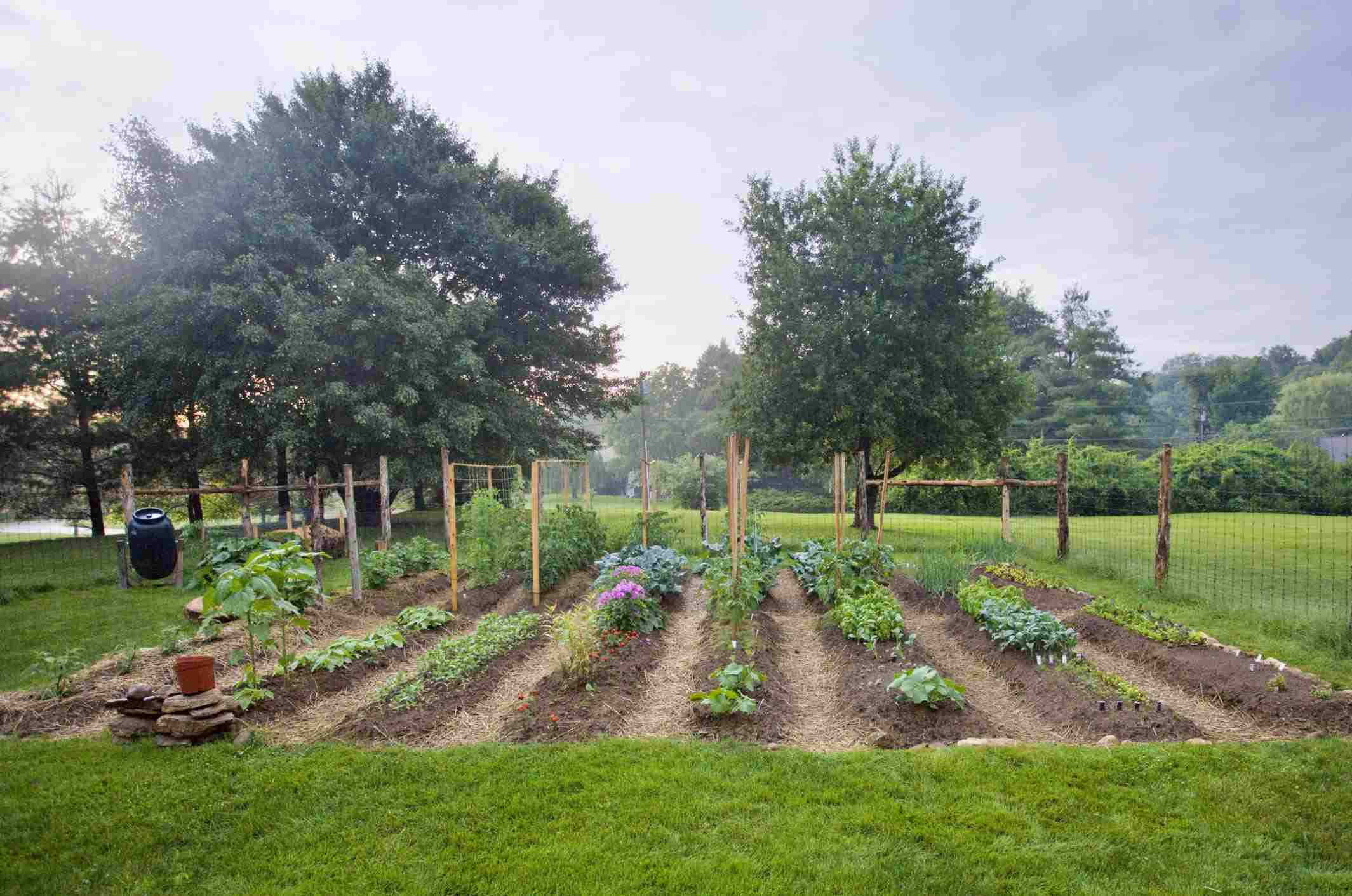 Backyard Vegetable Gardens
 Planning and Starting a Ve able Garden