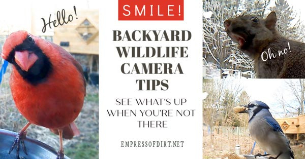 Backyard Wildlife Camera
 Using a Bird Cam in Your Backyard