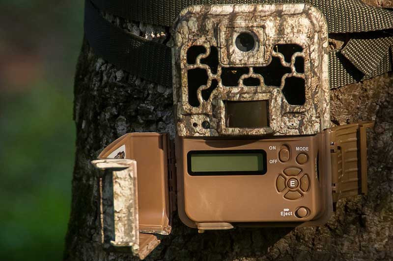 Backyard Wildlife Camera
 Best Backyard Wildlife Camera Wildlife Informer