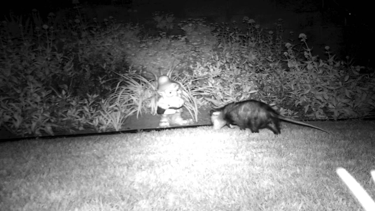 Backyard Wildlife Camera
 Garden Gnome Catches Opossum on Backyard Wildlife Camera