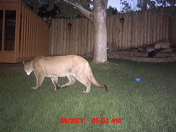 Backyard Wildlife Camera
 Wildlife Watching Using Game Cameras Absolute Automation