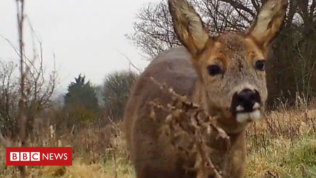 Backyard Wildlife Camera
 Broads Authority cameras capture garden wildlife BBC News