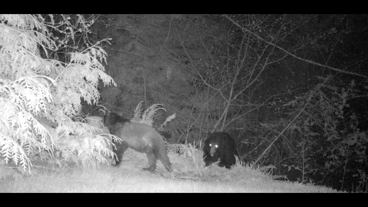 Backyard Wildlife Camera
 Caught on Camera Bears Bobcats Coyotes Deer Backyard