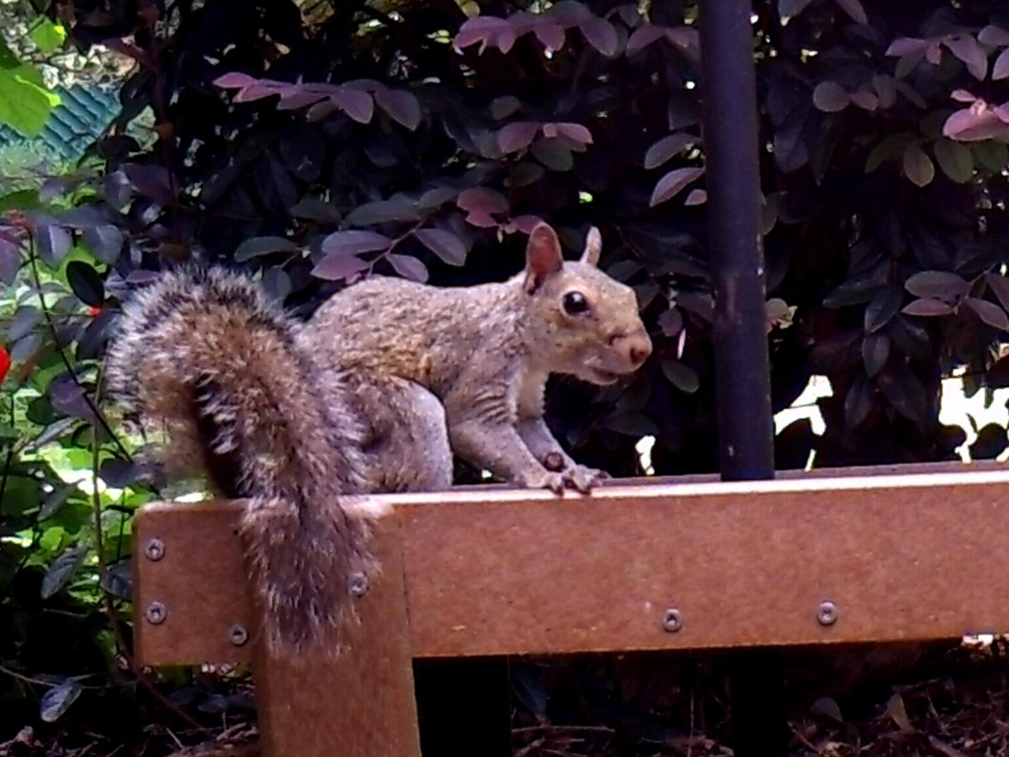 Backyard Wildlife Camera
 Enjoy watching wildlife with backyard cameras