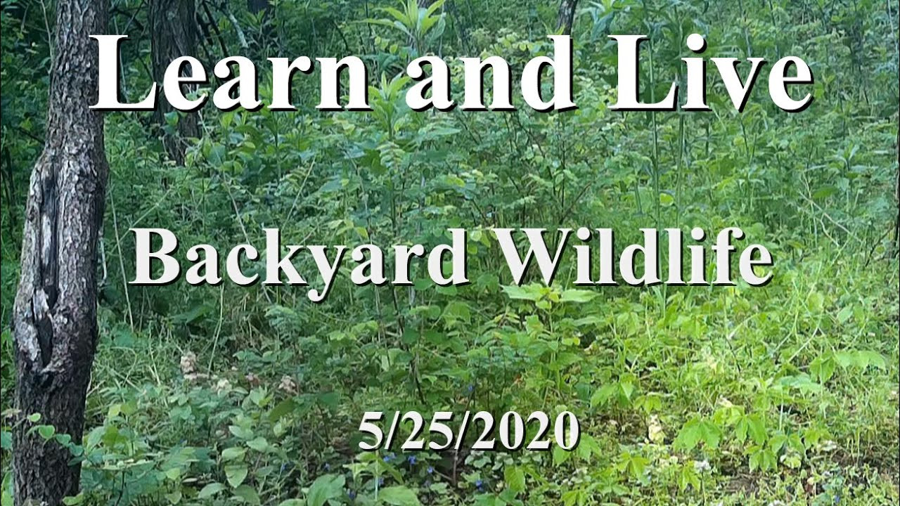 Backyard Wildlife Camera
 Trail Camera for Backyard Wildlife 5 25 2020