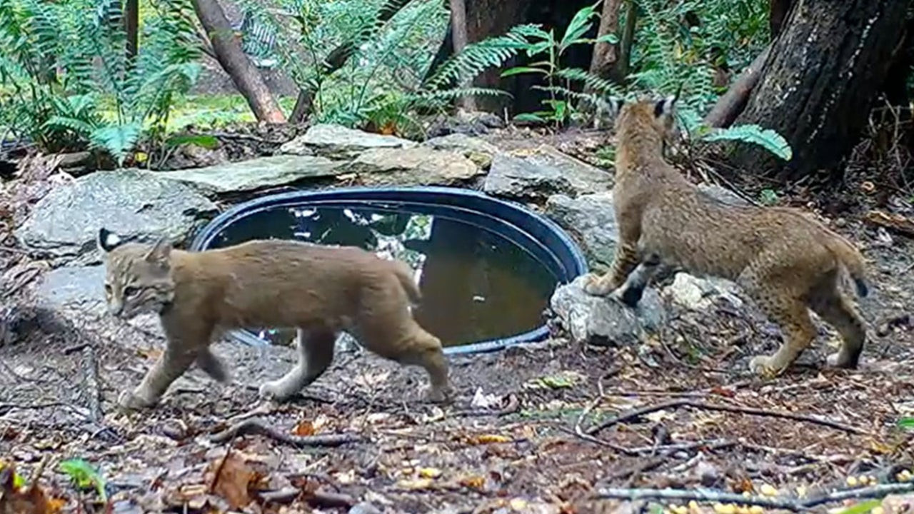 Backyard Wildlife Camera
 Wildlife at Pool Parties Caught on NC Backyard Cam