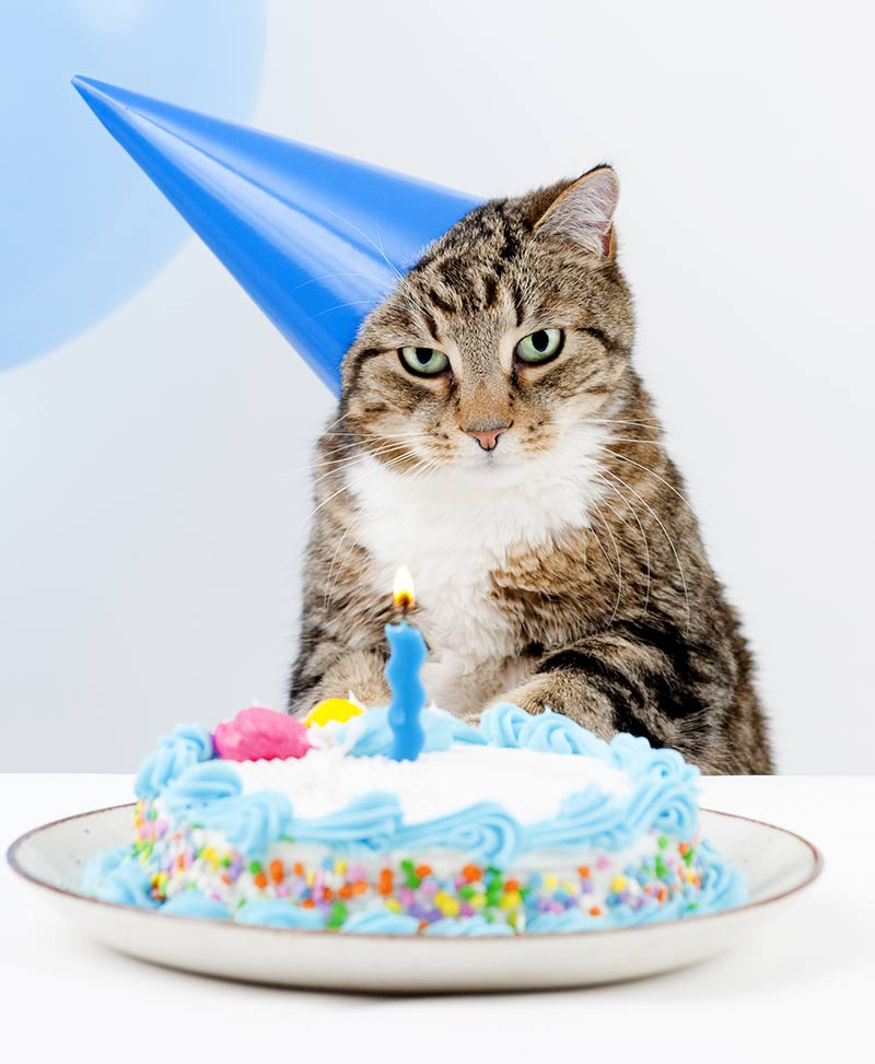Birthday Cake For Cats
 Amazing Cake Birthday Cake Recipes Ideas And Inspiration