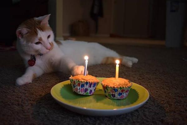 Birthday Cake For Cats Recipe
 Homemade Birthday Cakes for Cats 3 Easy & Delicious Recipes