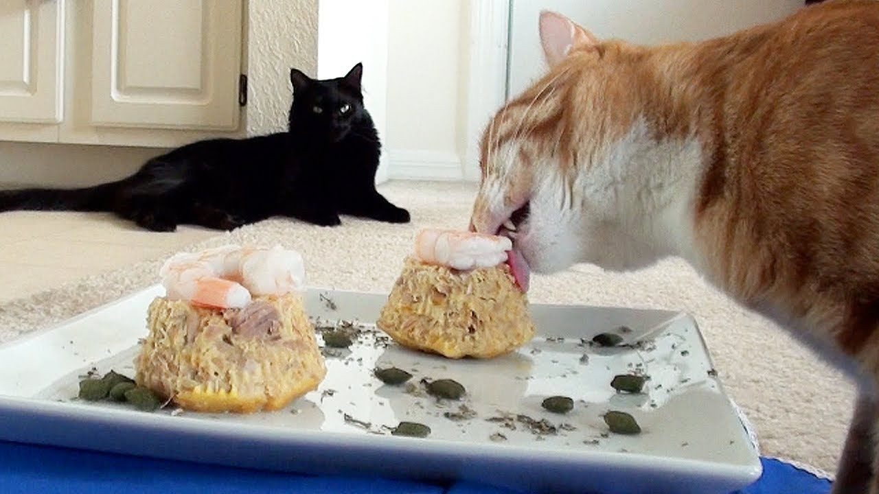 Birthday Cake For Cats Recipe
 TUNA CAT CAKES Marmalade s First Birthday