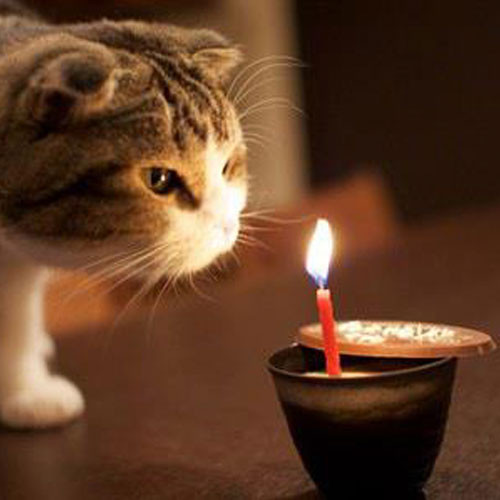 Birthday Cake For Cats Recipe
 Cat Birthday Cake Recipe