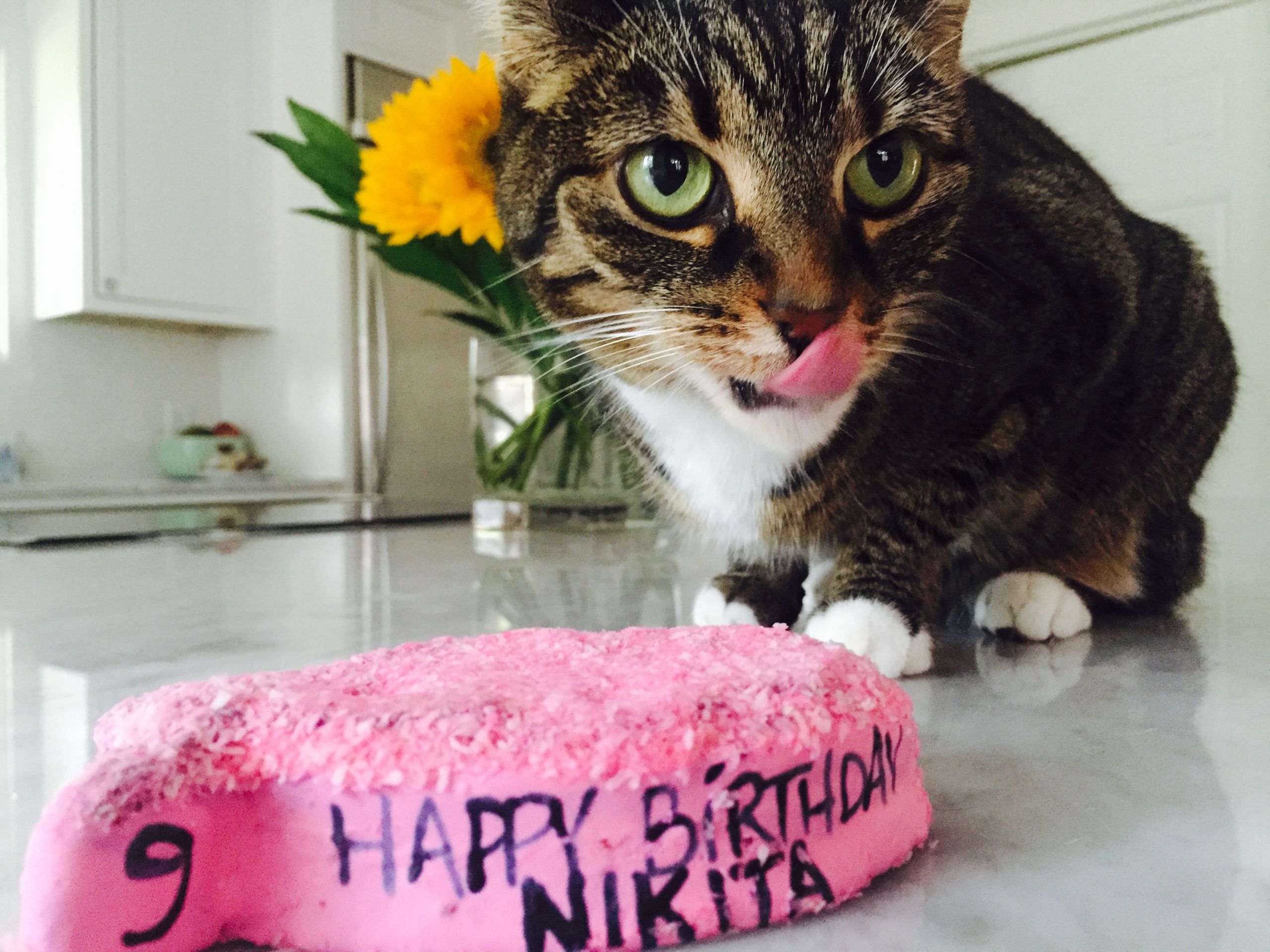 Birthday Cakes For Cats
 Pink Salmon Birthday Cakes For Cats Pampered Paw Gifts