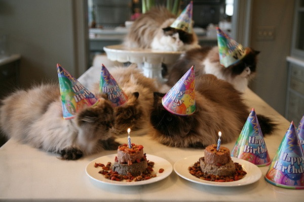 Birthday Cakes For Cats
 How to make a Birthday Cake for Cats Easy Recipe