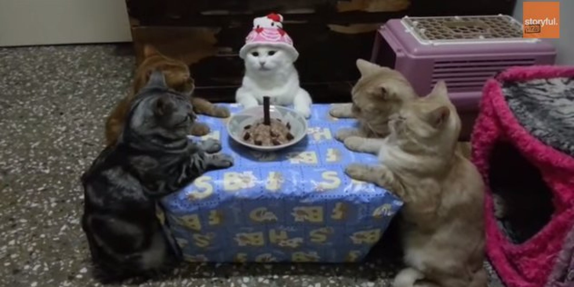 Birthday Party Funny
 Human Throws Her Cat A Snazzy Birthday Bash Feline Is Not