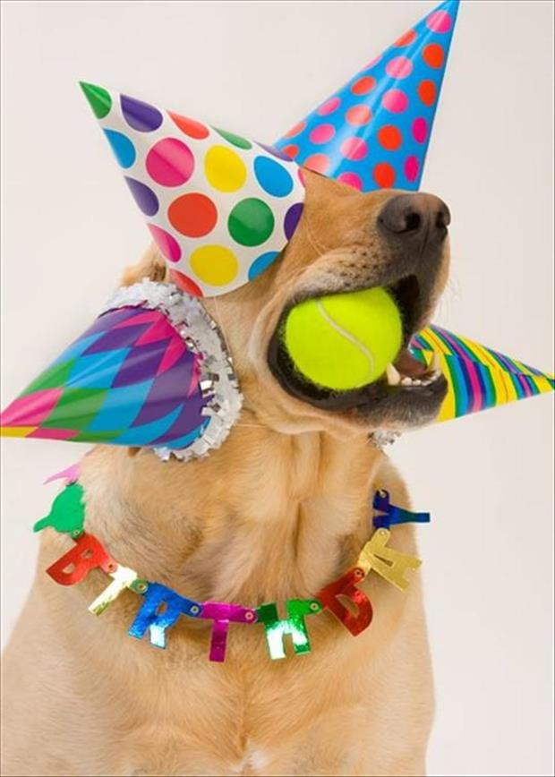 Birthday Party Funny
 Funny Animal Picture Overload 42 Pics