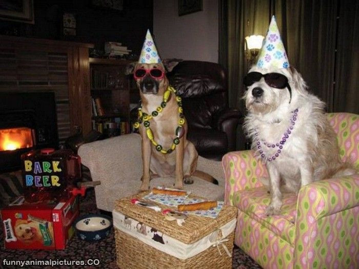 Birthday Party Funny
 funny pictures funny animal birthday pictures