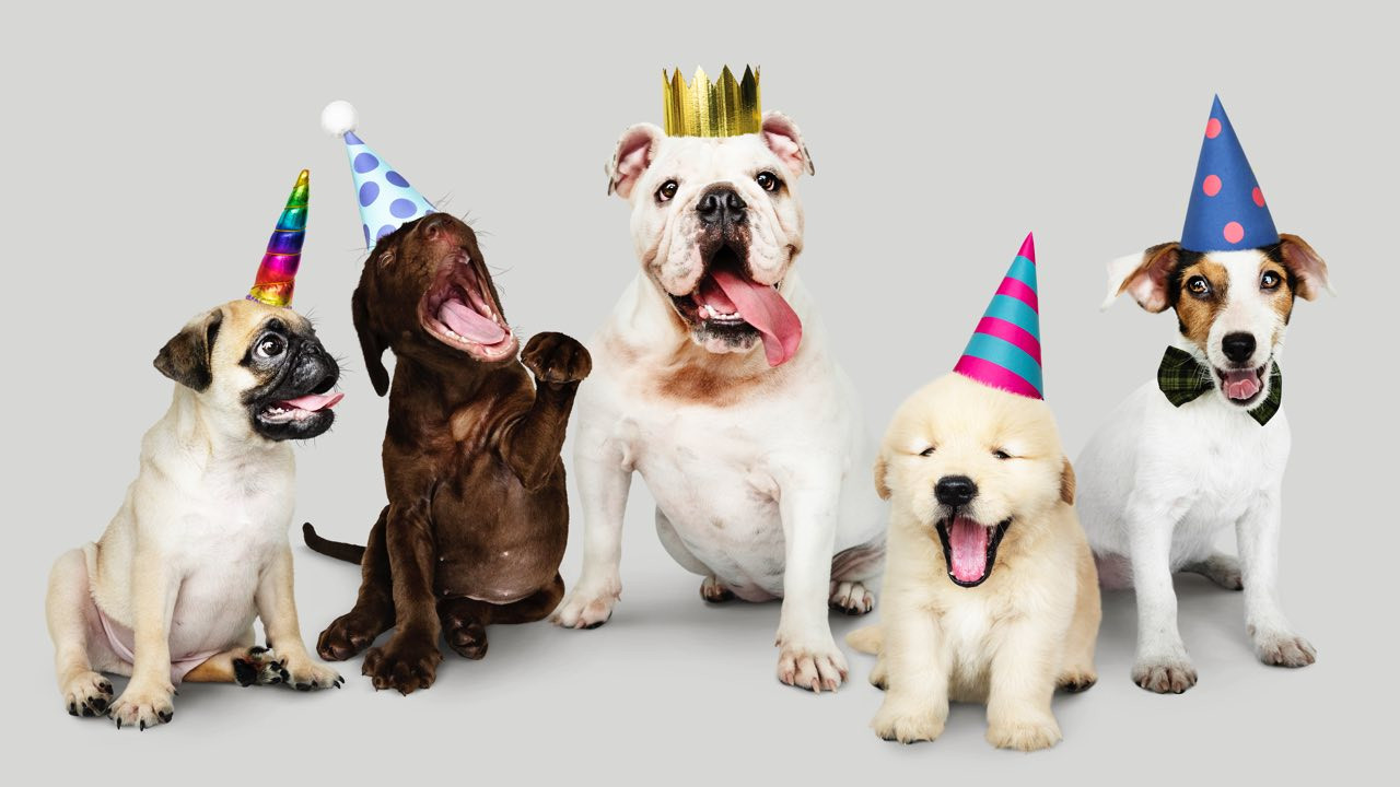Birthday Wishes For Dogs
 Cute Happy Birthday Wishes For Dog