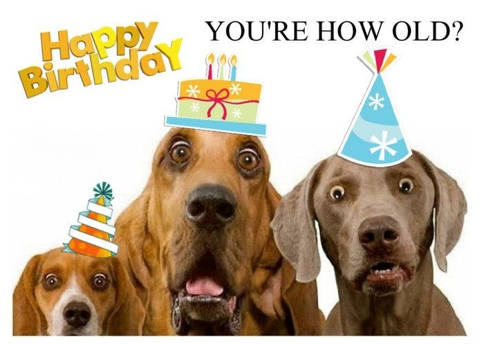 Birthday Wishes For Dogs
 126 best Birthday Milestones 50 60 65 images on Pinterest