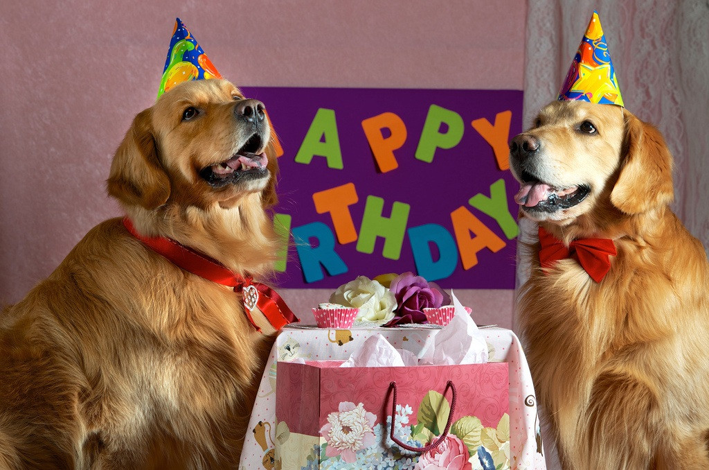 Birthday Wishes For Dogs
 Dogs Happy Birthday Cute Bday Wishes for Dogs Puppies