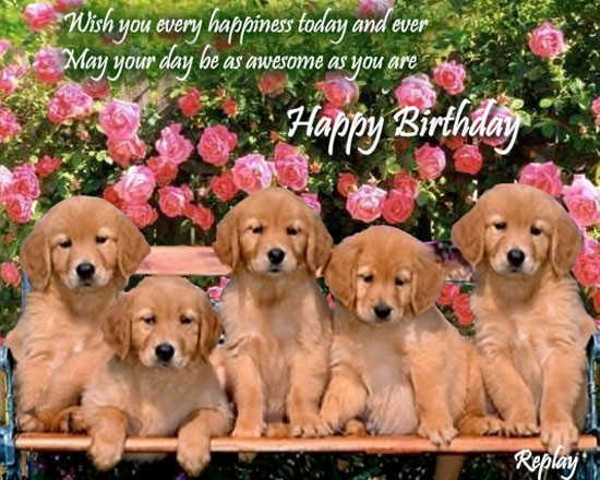 Birthday Wishes For Dogs
 Happy Birthday Quotes For Dogs QuotesGram