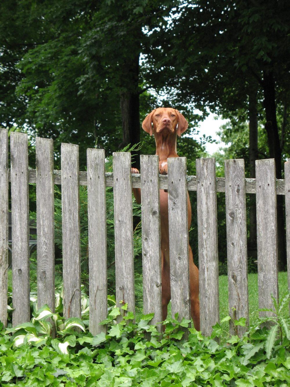 Building A Backyard Fence
 How To Build Dog Fences They Won t Dig Under Through