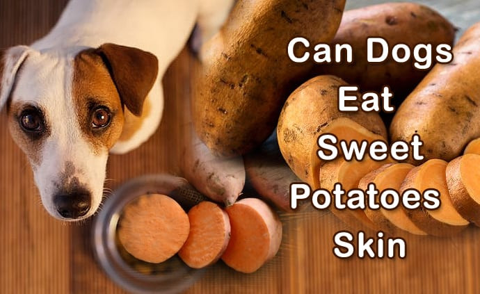 Can You Eat Sweet Potato Skin
 Can Dogs Eat Sweet Potato Skins