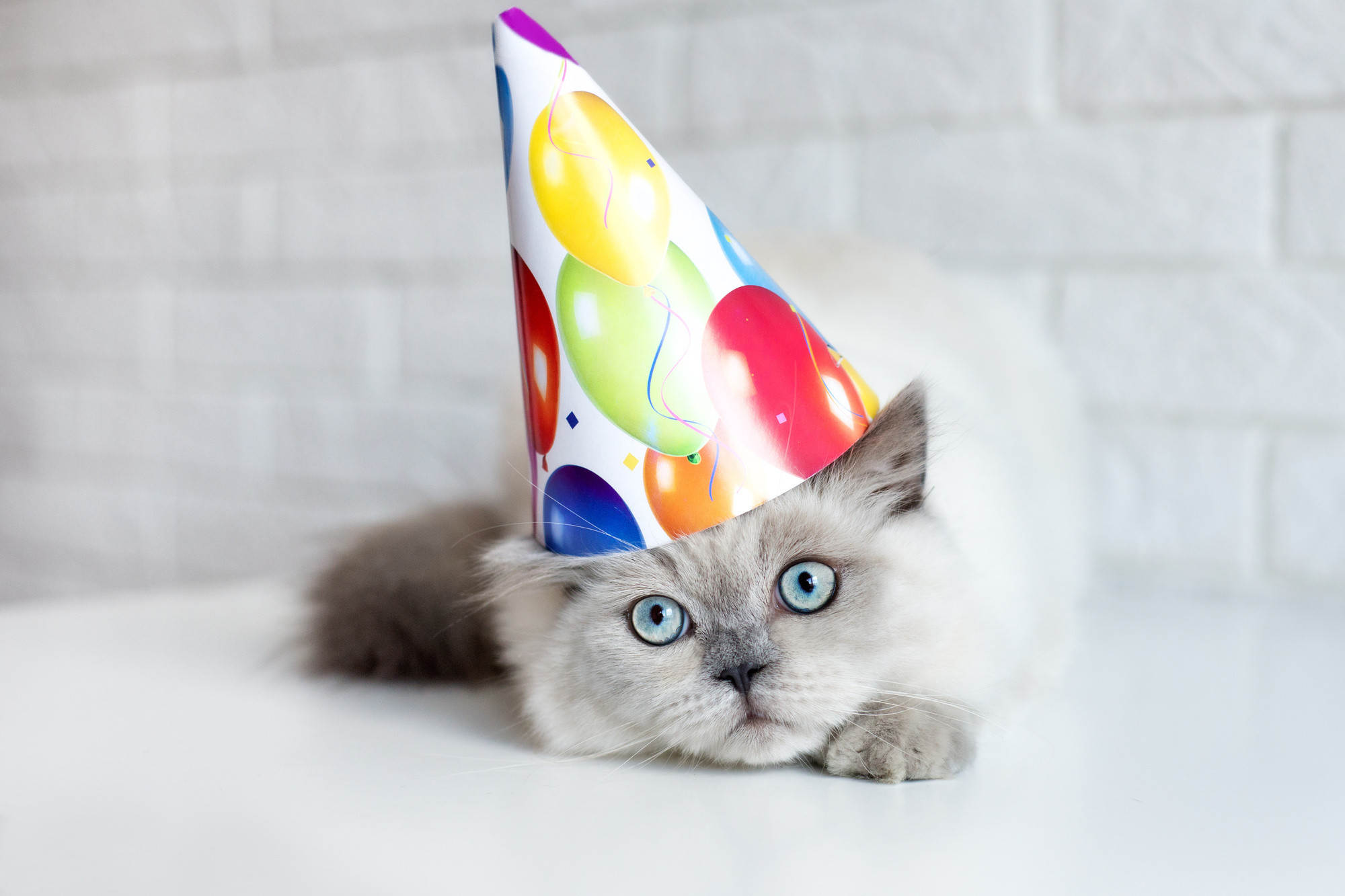 Cat Birthday Party
 10 Cute Ideas for a Cat Themed Birthday Party Birthday