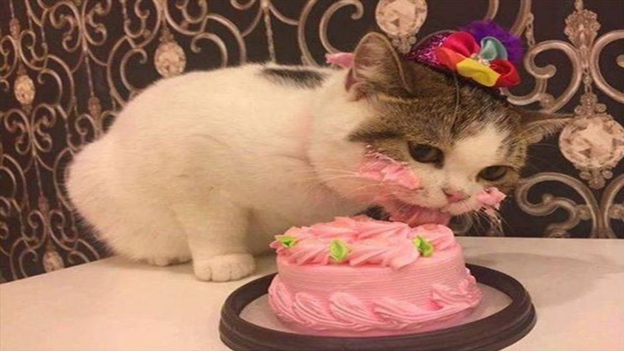 Cat Birthday Party
 Cats Birthday Party pilation