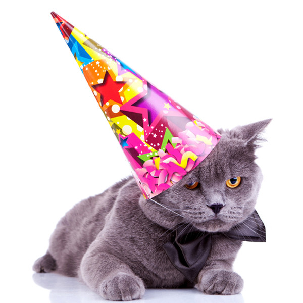 Cat Birthday Party
 How to Throw a Birthday Party for Your Cat Catster
