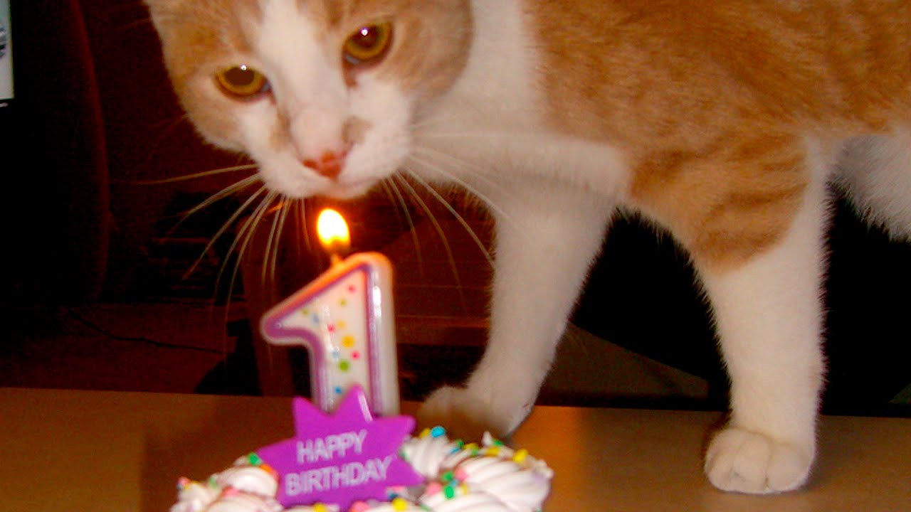 Cat Birthday Party
 Cats Birthday Party 9