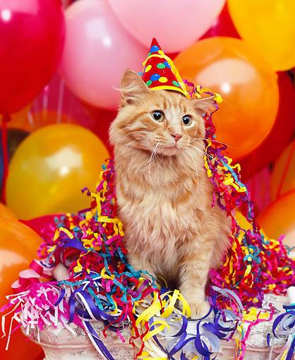 Cat Birthday Party
 Guest Post Practical Gift Ideas for a Cat s Birthday