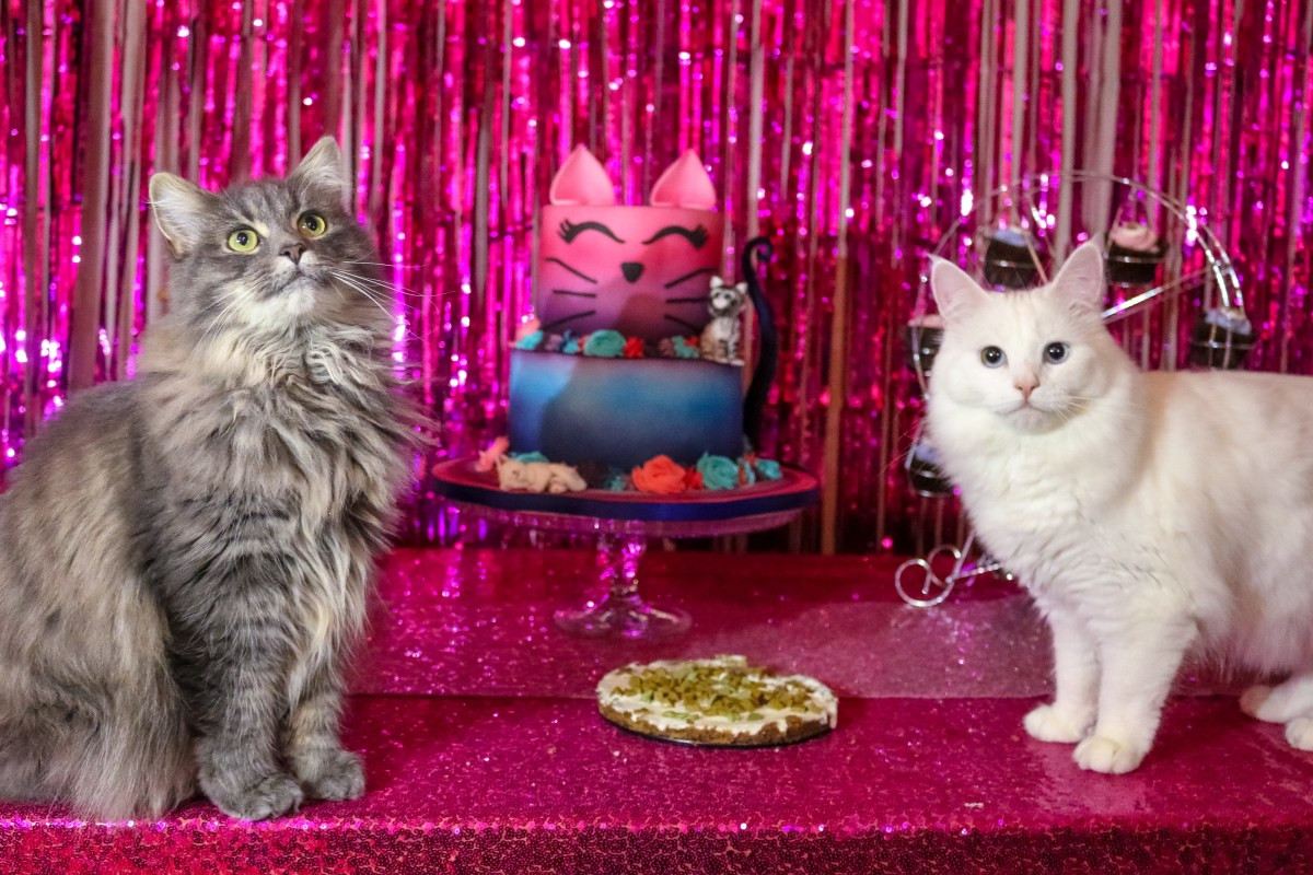 Cat Birthday Party
 Throwing The Ultimate Birthday Party For Cats She Might